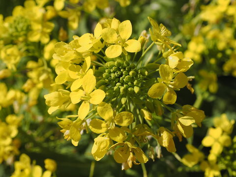 Rapeseed flowers. Although they typically bloom in spring, they bloom in February in southern Chiba Prefecture, Japan (where the climate is mild).
菜の花。春に咲く花だが、日本千葉県南部（気候温暖）では2月に開花する。