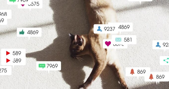 Animated notification bubbles popping near cat paw multiplying clustering and showing social growth