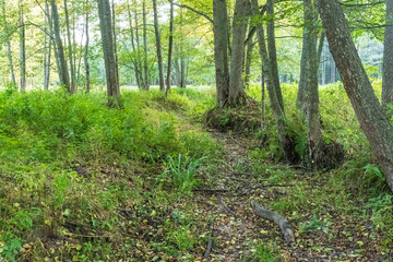 Obraz premium Dried-up forest stream bed in Bialowieza Forest, Poland