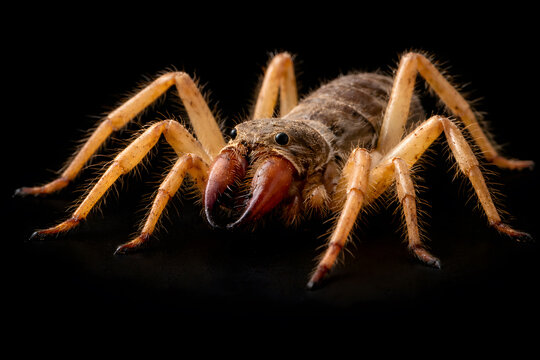 Camel Spider (Solifugae) Macro Full Body on Black Background &ndash; Desert Arachnid with Large Chelicerae