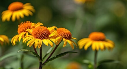 Bright yellow flowers with orange centers bloom in a lush green garden, catching the sun
