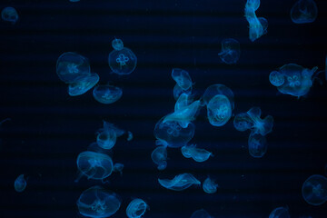 Transparent jellyfish floating gracefully in dark water, illuminated by blue light, showcasing their delicate forms and ethereal movements in an aquatic environment © Denis Tuev