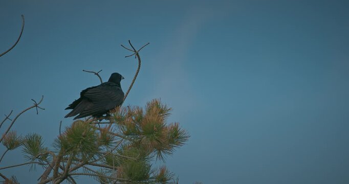 Two black crows on pine branches, one taking flight in spring