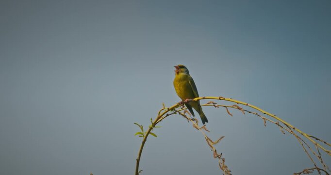 Wild European greenfinch perched on a thin spring branch in slow motion