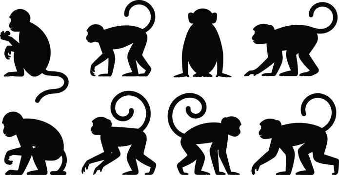 Monkey silhouette collection. Primate sitting, crouching and walking poses with curled tails. Jungle monkey wildlife vector illustration set.
