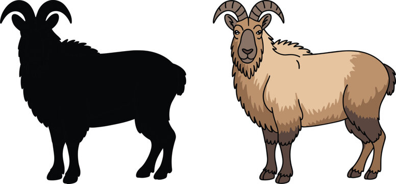 Himalayan tahr silhouette and colored illustration. Wild mountain goat standing pose. Horned alpine mammal isolated, wildlife animal vector illustration set.