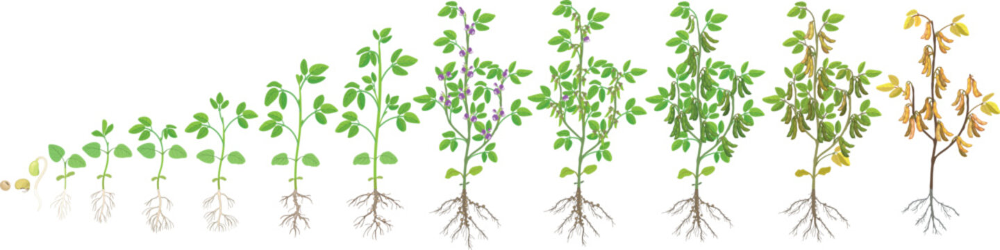 Soybean (Glycine max) life cycle with root system and nitrogen-fixing nodules, growth stages from seed germination to maturity, botanical vector illustration.  Scientific agronomy infographic

