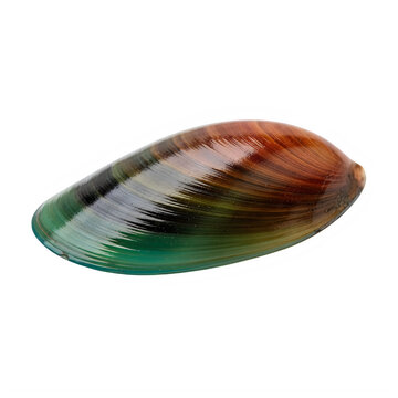 Iridescent green and brown seashell, shiny mollusk shell isolated on Transparent Background