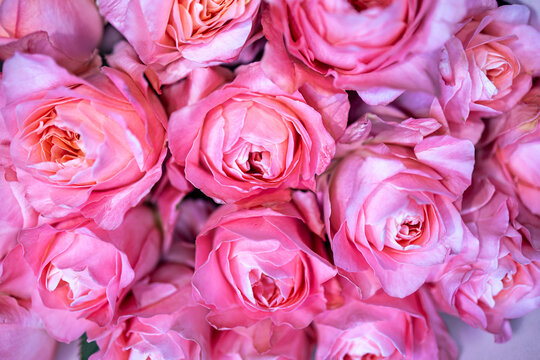 Top view of pink roses bouquet in full frame.