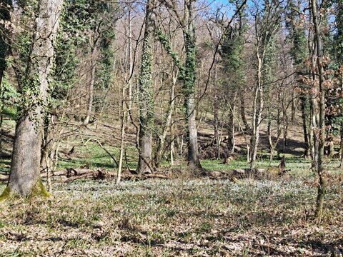 Schneegl&ouml;ckchenlandschaft in der W&uuml;ster Mannersdorf, 