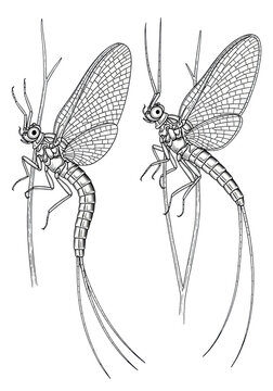 Meticulous black and white pen and ink diagram showing two adult mayfly insects, lateral and dorsal views, with segmented bodies and transparent wings, highly technical anatomical study concept