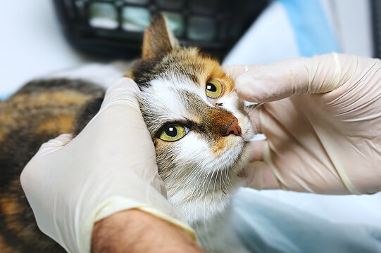 Cat at the veterinary clinic close up. Veterinarian examines a cat s eyes at the clinic.