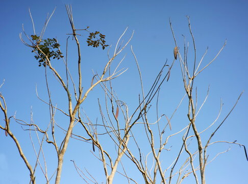 Image of a tree with dry branches against a blue sky