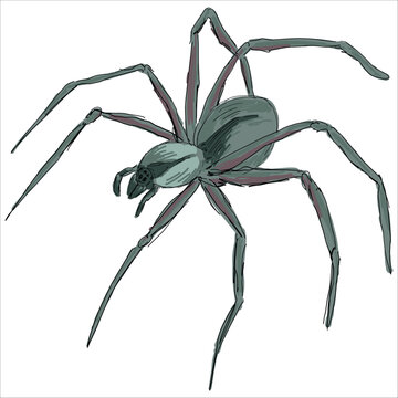 The brown recluse spider. Loxosceles reclusa. Colorful, hand-drawn, vector illustration. Picturesque. Unique detailed stylization. Print on sketchbooks, stickers, postcards, cups, clothes, posters.