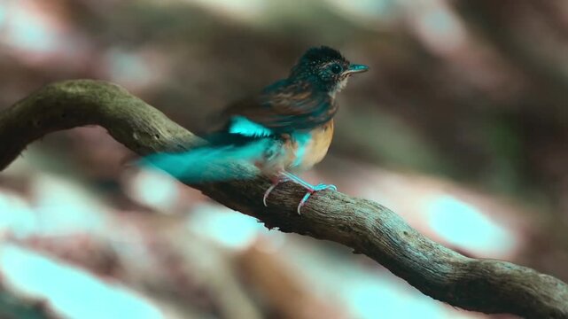 White-rumped shama on a branch