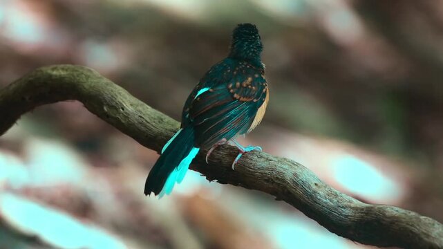 bird launching off from ground branch in thick tropical rainforest 