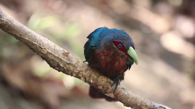 bird launching off from ground branch in thick tropical rainforest 