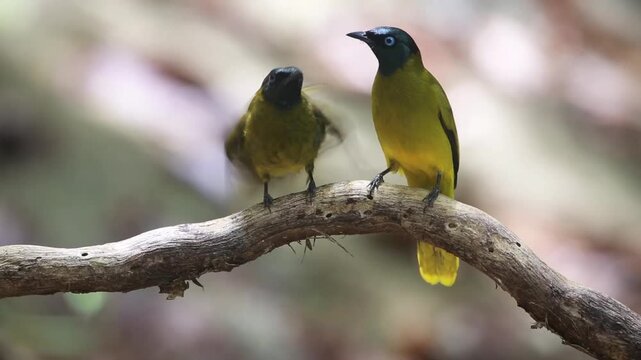 
The birds are courting each other on the tree.