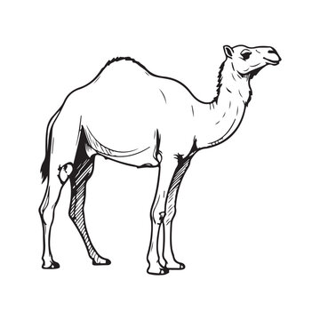 A drawing of two animals