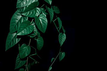 Lush green heart-shaped leaves of a climbing vine on a dark black background, minimalist tropical leaves. © MiguelGoncalves