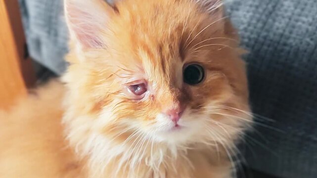 Ginger kitten with one eye missing. Close-up of a cat's head with an injured eye.