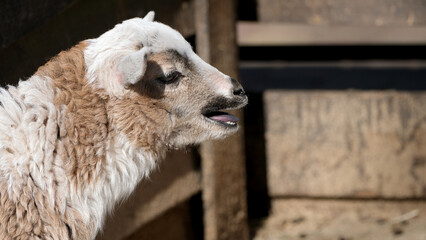 Curious lamb enjoys sunny day on the farm © aviavlad