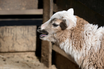 Obraz premium Young lamb frolics joyfully in a sunlit farmyard setting