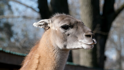 Fototapeta premium Gentle gaze of a llama in bright daylight at the zoo