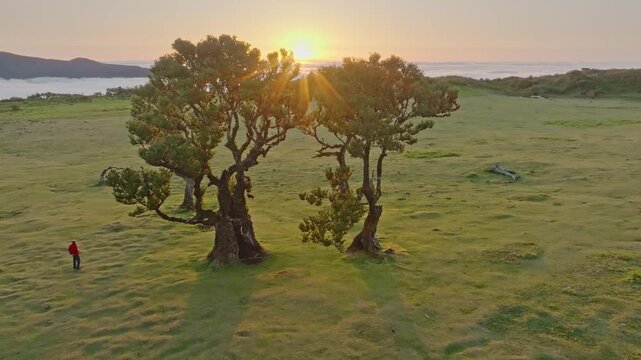 Aerial drone shot of idyllic scenic Fanal Laurisilva forest with centuries-old til trees with road above clouds. Madeira island, Portugal. Push in dolly move