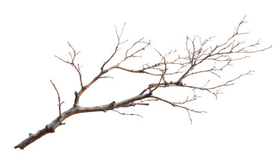 Obraz premium PNG Bare branch isolated white background.