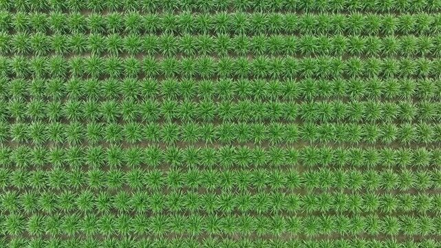 Aerial top down view flying over green cornfield plantation