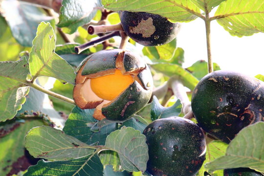 Pequi (Caryocar brasiliense)