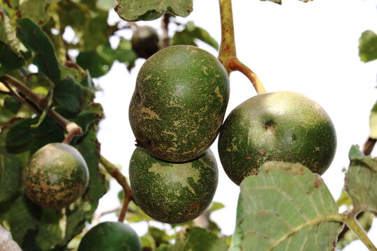 Pequi (Caryocar brasiliense)