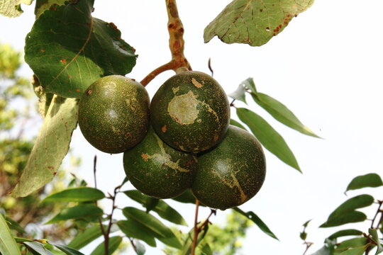 Pequi (Caryocar brasiliense)