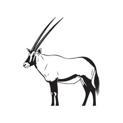 A close-up of an antelope with long horns © SI