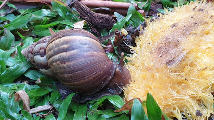 Snail is eating mango.  Large land snail feeding on fallen ripe fruit on grass, showing wildlife behavior in natural outdoor environment. © Saranya