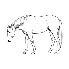 A horse is shown in a sketchy style