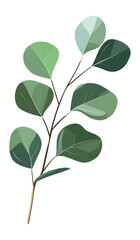 Obraz premium PNG An eucalyptus leaf clip art illustration design plant.