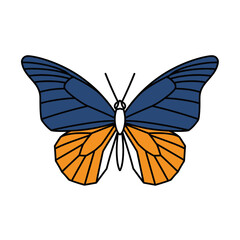 Elegant Blue and Orange Butterfly Insect Illustration