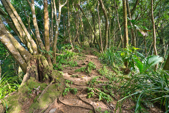 Morn blanc nature trail, inside the national park, Mahe, Seychelles