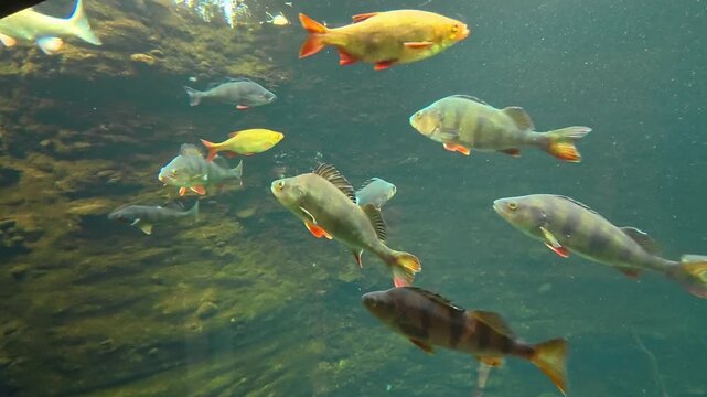 A European perch swims through murky freshwater alongside other fish in a naturalistic aquarium tank with rocks and driftwood.