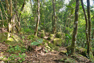 Fototapeta premium Morn blanc nature trail, inside the national park, Mahe, Seychelles