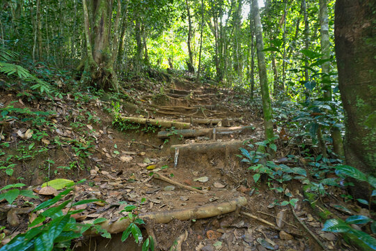Morn blanc nature trail, inside the national park, Mahe, Seychelles