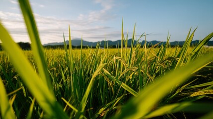 Obraz premium Vibrant Green Rice Field at Twilight with Mountain Backdrop and Cool Climate