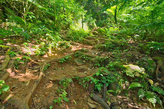 Morn blanc nature trail, inside the national park, Mahe, Seychelles