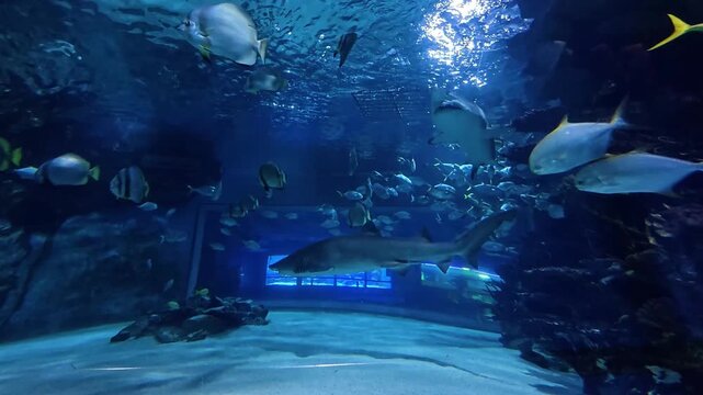 A sand tiger shark glides through a massive blue aquarium tank accompanied by schools of silver tropical fish and batfish near a coral reef structure.