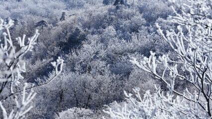 Naklejka premium The winter view with the mountains and forest covered by the white snow