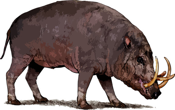 Babyrousa babyrussa illustration art