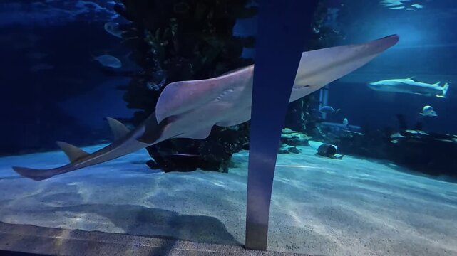 A longcomb sawfish glides across the sandy bottom of a blue aquarium tank, with a shark and coral reef structure visible in the background.