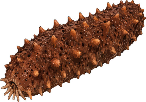 Holothuria scabra illustration art (3)